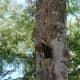 Male baby woodpecker checking out his surroundings