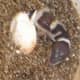 Almost 100% hatched.