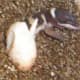 Hatchling half way out.