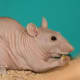 Abscesses are common in furless rats.