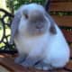 bunny-breed-guide-mini-lop-rabbits