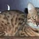 Coat Pattern: Spotted Tabby | Coat Color: Brown | Breed: Bengal