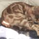 Pattern: Classical Tabby | Breed: Bengal | Color: "Snow"