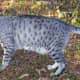 Coat Pattern: SPotted Tabby | Color: Silver | Breed: Egyptian Mau