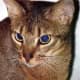 Coat Pattern: Ticked Tabby | Color &quot;Ruddy&quot; | Breed: Abyssinian