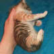 Coat Pattern: Mackerel Tabby | Color: Calico | Breed: Mixed