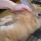 long-haired-bunny-care-guide-the-great-bunny-moult--what-to-do-when-all-your-rabbits-fur-falls-out