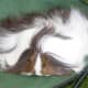 Sheltie or Silkie: notice hair only grows backwards