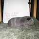 Silver Agouti