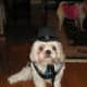 grooming-your-shih-tzu-simple-ways-to-keep-your-dog-clean