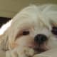 grooming-your-shih-tzu-simple-ways-to-keep-your-dog-clean