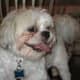 grooming-your-shih-tzu-simple-ways-to-keep-your-dog-clean