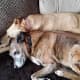 Tigger and Amber snuggling.