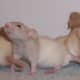 Four week old rat pups.