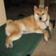 Shiba Inu Sephy looking foxy and irresistible.