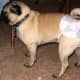 Buy Doggie Diapers Flicker Image by Dance Party Duo