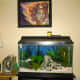 Here you can see the whole set up.  The tank makes a great center piece to a room.  It adds color and life to any home.