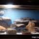 This setup uses rocks and terracotta pots as hides.