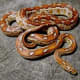 Aztec corn snake
