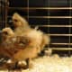 3 weeks old