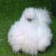 Silkies have trouble seeing due to their feathers obscuring their vision.