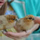 5 day-old chicks