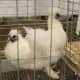 A Blue Ribbon for this young silkie pair.