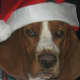 A very patient Basset Hound.