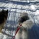 why-cant-i-get-over-my-dogs-death