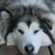 why-cant-i-get-over-my-dogs-death