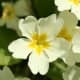 Primrose