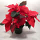 Poinsettia