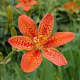 Lily