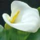 Trumpet Lily