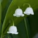 Lily of the Valley