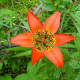 Wood Lily