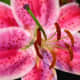 Stargazer Lily