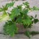 Lacy Tree Philodendron