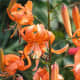Tiger Lily