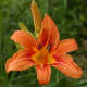 Orange Day Lily