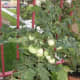 Tomato Plant