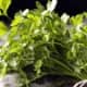 Spring Parsley