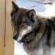 A wolf-grey Siberian