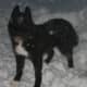 A black Siberian, dirty-faced.
