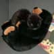 Fatbat and the Bear.