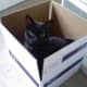 Black cat playing in a priority mail box.
