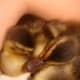 how-to-raise-baby-ducklings