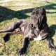 A Neopolitan Mastiff.