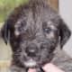 An Irish Wolfhound puppy.