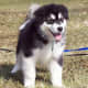 An Alaskan Malamute puppy.